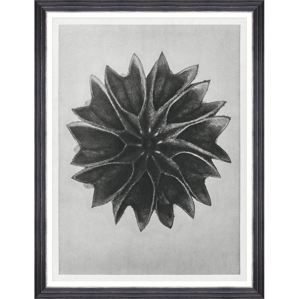 Mind The Gap Framed Art LIME MALLOW BY KARL BLOSSFELDT 3 Mind The Gap Framed Art LIME MALLOW BY KARL BLOSSFELDT