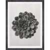 Mind The Gap Framed Art SAXIFRAGA AIZOON BY KARL BLOSSFELDT 1 Mind The Gap Framed Art SAXIFRAGA AIZOON BY KARL BLOSSFELDT