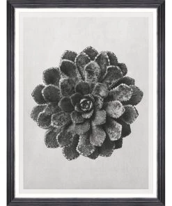 Mind The Gap Framed Art SAXIFRAGA AIZOON BY KARL BLOSSFELDT