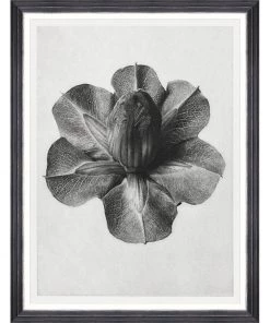 Mind The Gap Framed Art CUP AND SAUCER VINE BY KARL BLOSSFELDT New