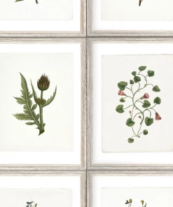 Mind The Gap Botany Wallpaper Les Jardins Royaux