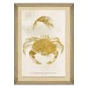 Mind The Gap Sea Life Athropoda Crustacea Wall Art Havana Tropicana