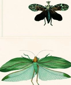Mind The Gap Entomology Green Wallpaper