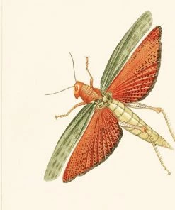 Mind The Gap Entomology Blue Wallpaper 10 Mind The Gap Entomology Blue Wallpaper