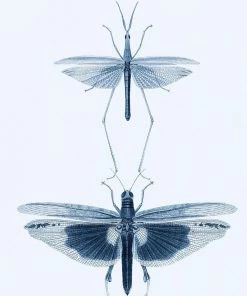 Mind The Gap Entomology Blue Wallpaper