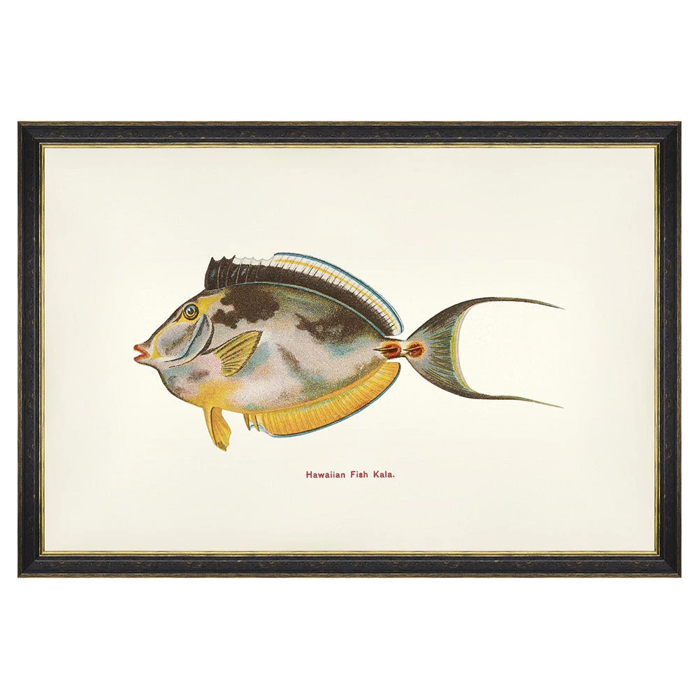 Mind The Gap Kala Fish Wall Art Havana Tropicana 3 Mind The Gap Kala Fish Wall Art Havana Tropicana