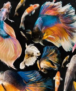 Mind The Gap Goldfish Anthracite Wallpaper Blue Skies Ahead