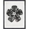 Mind The Gap Framed Art COMMON MILKWEED BY KARL BLOSSFELDT
