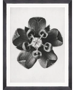 Mind The Gap Framed Art COMMON MILKWEED BY KARL BLOSSFELDT
