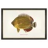 Mind The Gap Kapuhili Fish Wall Art