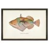 Mind The Gap Havana Tropicana Nakunuku Fish Wall Art