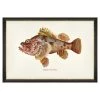 Mind The Gap Havana Tropicana Nohu Fish Wall Art 1 Mind The Gap Havana Tropicana Nohu Fish Wall Art