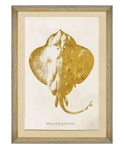 Mind The Gap Sea Life Myliobatoidei Wall Art