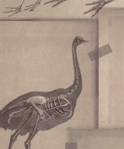 Mind The Gap Zooarchaeology Wallpaper Wallpaper & Paint